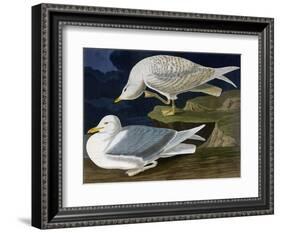 White-Winged Silvery Gull-John James Audubon-Framed Art Print