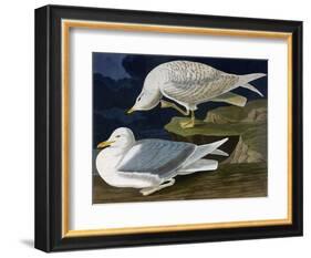 White-Winged Silvery Gull-John James Audubon-Framed Art Print