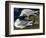 White-Winged Silvery Gull-John James Audubon-Framed Art Print