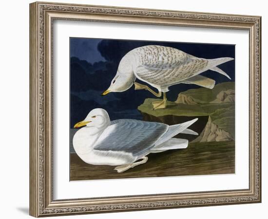 White-Winged Silvery Gull-John James Audubon-Framed Art Print