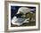 White-Winged Silvery Gull-John James Audubon-Framed Art Print