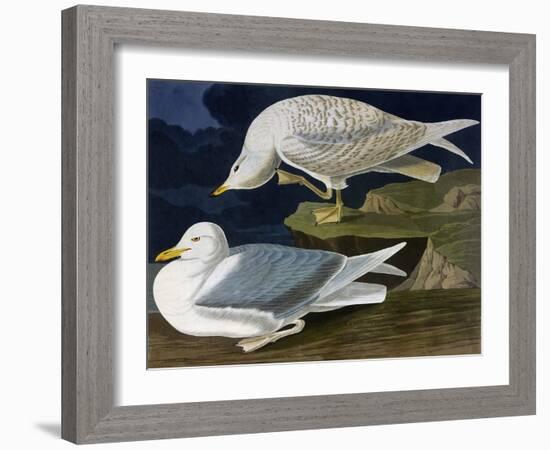 White-Winged Silvery Gull-John James Audubon-Framed Art Print