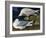 White-Winged Silvery Gull-John James Audubon-Framed Art Print