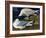 White-Winged Silvery Gull-John James Audubon-Framed Art Print