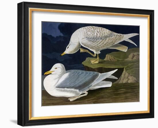 White-Winged Silvery Gull-John James Audubon-Framed Art Print