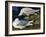 White-Winged Silvery Gull-John James Audubon-Framed Art Print