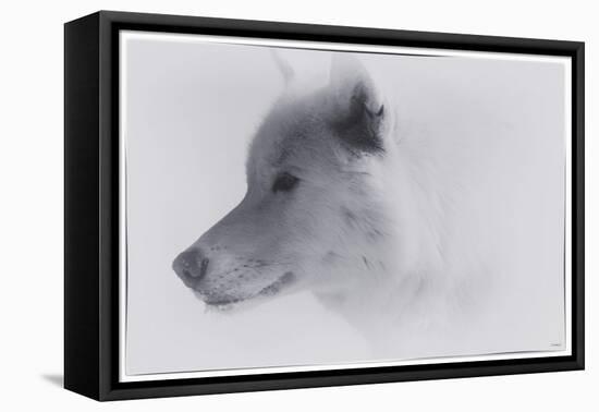 White Wolf-1-Gordon Semmens-Framed Premier Image Canvas