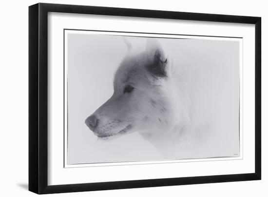 White Wolf-1-Gordon Semmens-Framed Giclee Print
