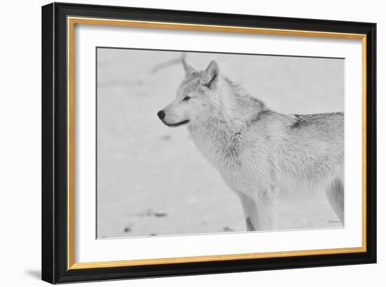 White Wolf 2-Gordon Semmens-Framed Photographic Print