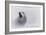 White Wolf-2-Gordon Semmens-Framed Giclee Print