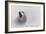 White Wolf-2-Gordon Semmens-Framed Giclee Print