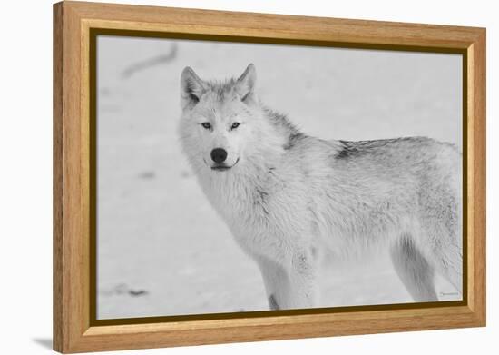 White Wolf 3-Gordon Semmens-Framed Premier Image Canvas