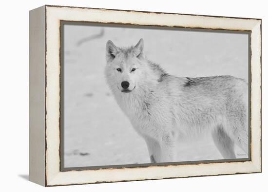 White Wolf 3-Gordon Semmens-Framed Premier Image Canvas