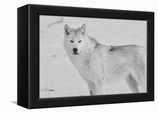 White Wolf 3-Gordon Semmens-Framed Premier Image Canvas