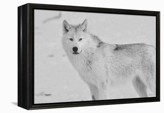 White Wolf 3-Gordon Semmens-Framed Premier Image Canvas