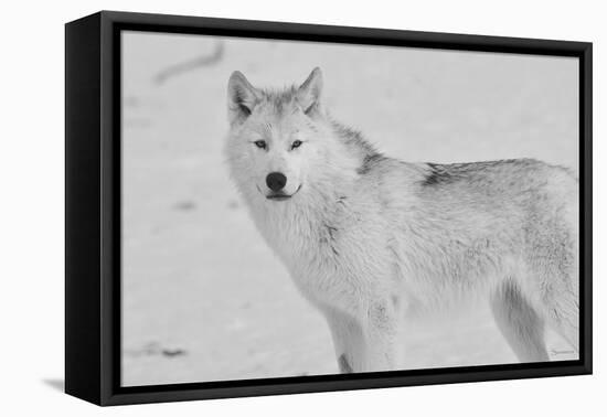 White Wolf 3-Gordon Semmens-Framed Premier Image Canvas