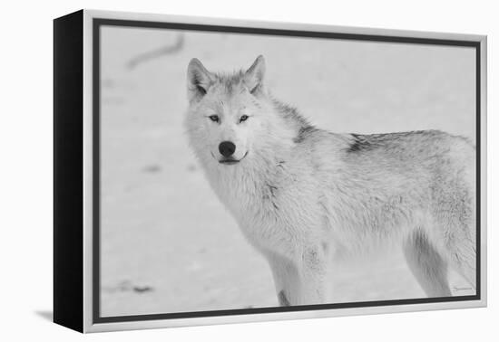 White Wolf 3-Gordon Semmens-Framed Premier Image Canvas