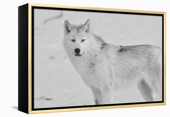 White Wolf 3-Gordon Semmens-Framed Premier Image Canvas