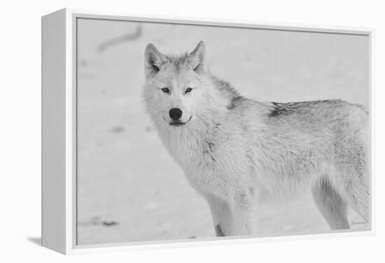 White Wolf 3-Gordon Semmens-Framed Premier Image Canvas