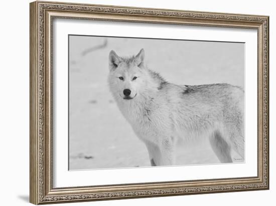 White Wolf 3-Gordon Semmens-Framed Photographic Print