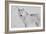 White Wolf 3-Gordon Semmens-Framed Photographic Print