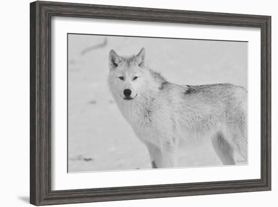 White Wolf 3-Gordon Semmens-Framed Photographic Print