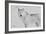 White Wolf 3-Gordon Semmens-Framed Photographic Print