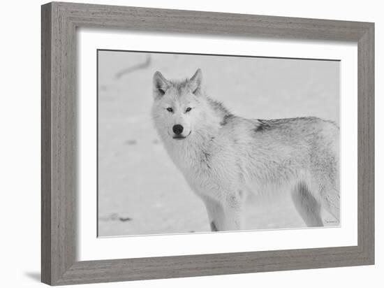 White Wolf 3-Gordon Semmens-Framed Photographic Print