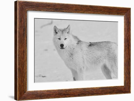 White Wolf 3-Gordon Semmens-Framed Photographic Print