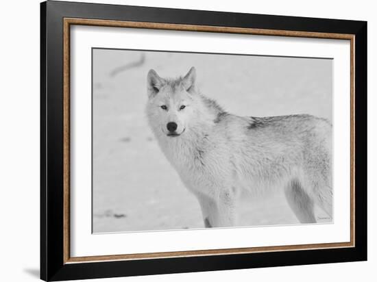 White Wolf 3-Gordon Semmens-Framed Photographic Print