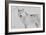 White Wolf 3-Gordon Semmens-Framed Photographic Print