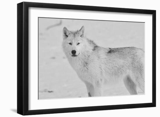 White Wolf 3-Gordon Semmens-Framed Photographic Print