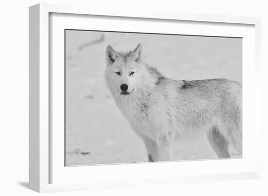 White Wolf 3-Gordon Semmens-Framed Photographic Print
