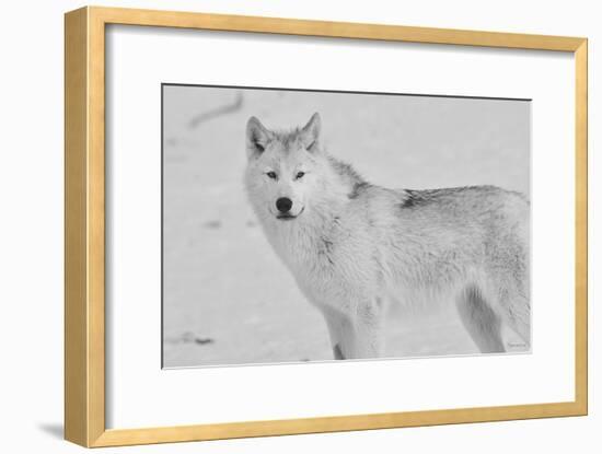 White Wolf 3-Gordon Semmens-Framed Photographic Print