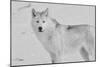White Wolf 3-Gordon Semmens-Mounted Photographic Print