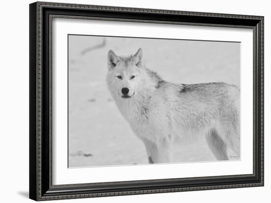 White Wolf 3-Gordon Semmens-Framed Photographic Print