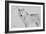 White Wolf 3-Gordon Semmens-Framed Photographic Print