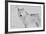 White Wolf 3-Gordon Semmens-Framed Photographic Print