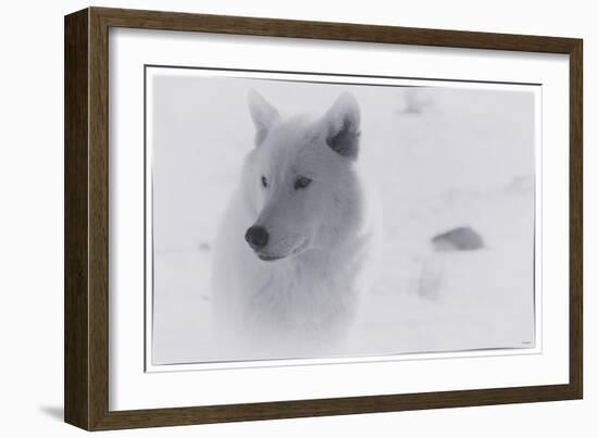 White Wolf-3-Gordon Semmens-Framed Giclee Print