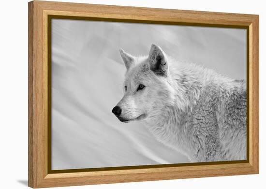 White Wolf BW-Gordon Semmens-Framed Premier Image Canvas