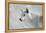 White Wolf BW-Gordon Semmens-Framed Premier Image Canvas