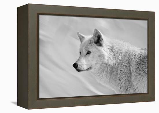 White Wolf BW-Gordon Semmens-Framed Premier Image Canvas