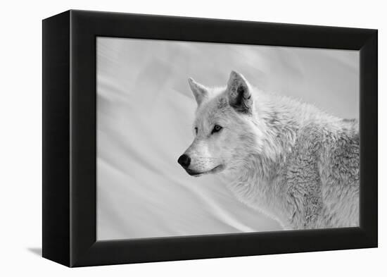 White Wolf BW-Gordon Semmens-Framed Premier Image Canvas