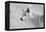 White Wolf BW-Gordon Semmens-Framed Premier Image Canvas