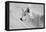 White Wolf BW-Gordon Semmens-Framed Premier Image Canvas