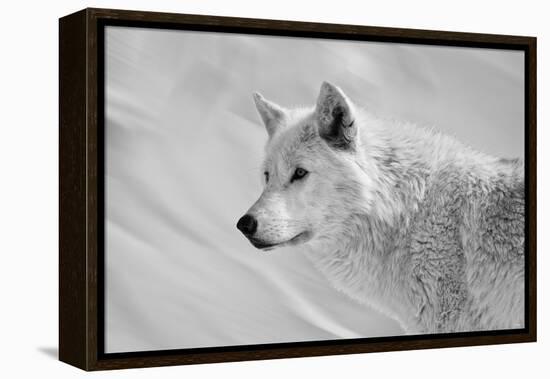 White Wolf BW-Gordon Semmens-Framed Premier Image Canvas