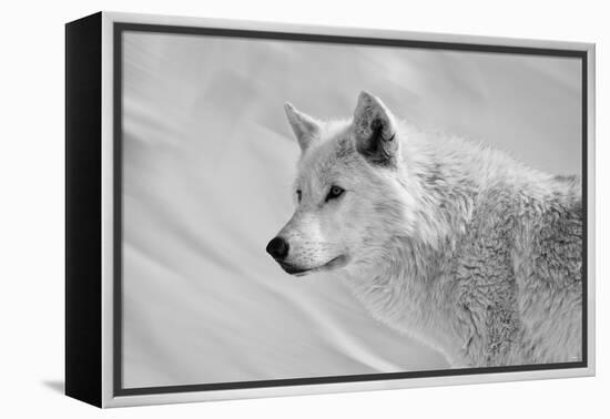 White Wolf BW-Gordon Semmens-Framed Premier Image Canvas
