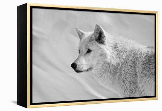 White Wolf BW-Gordon Semmens-Framed Premier Image Canvas