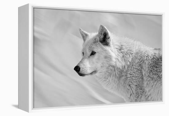 White Wolf BW-Gordon Semmens-Framed Premier Image Canvas