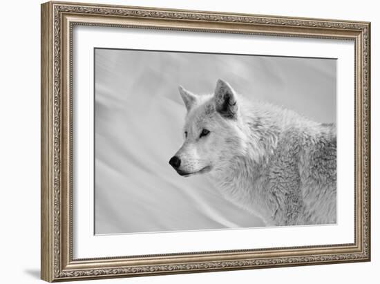 White Wolf BW-Gordon Semmens-Framed Photographic Print